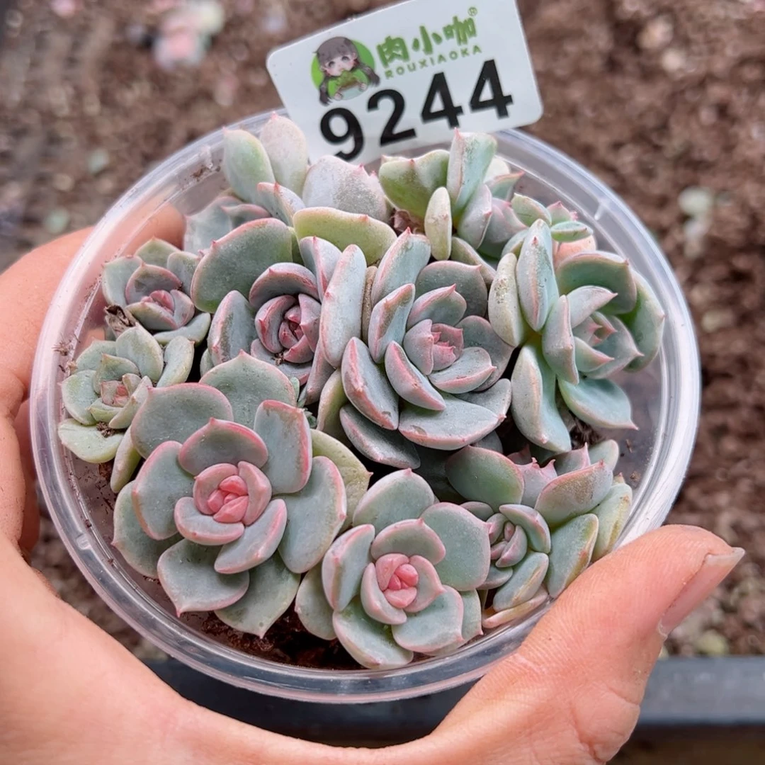 多肉植物多肉植物