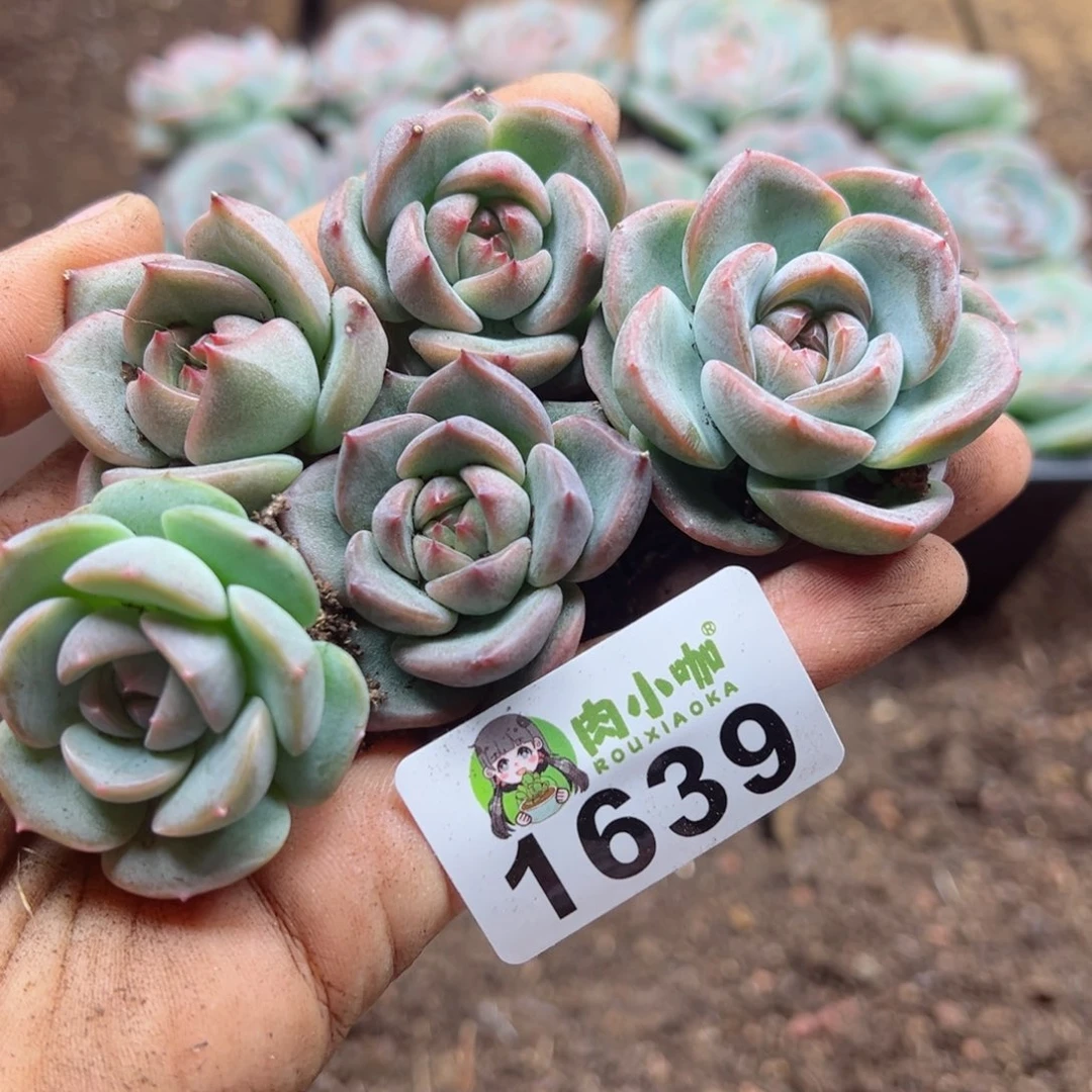 跟**奏多肉植物多肉植物