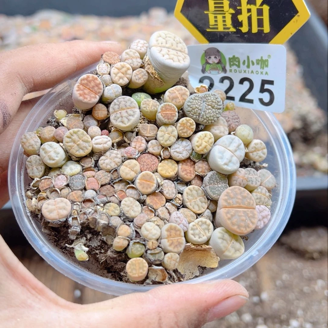 多肉植物多肉植物