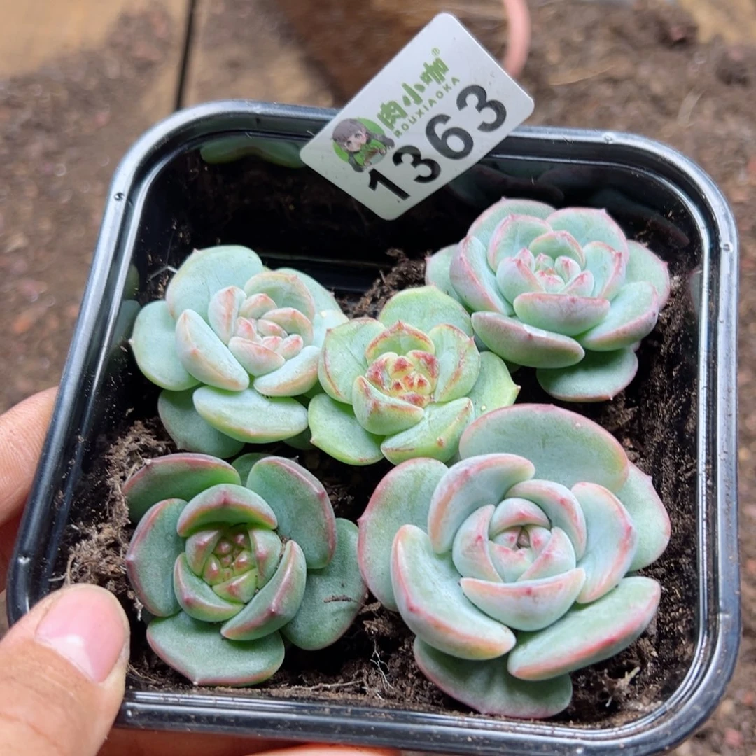 多肉植物多肉植物