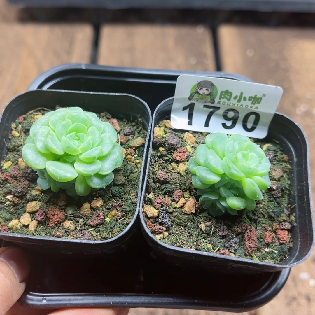 多肉植物多肉植物