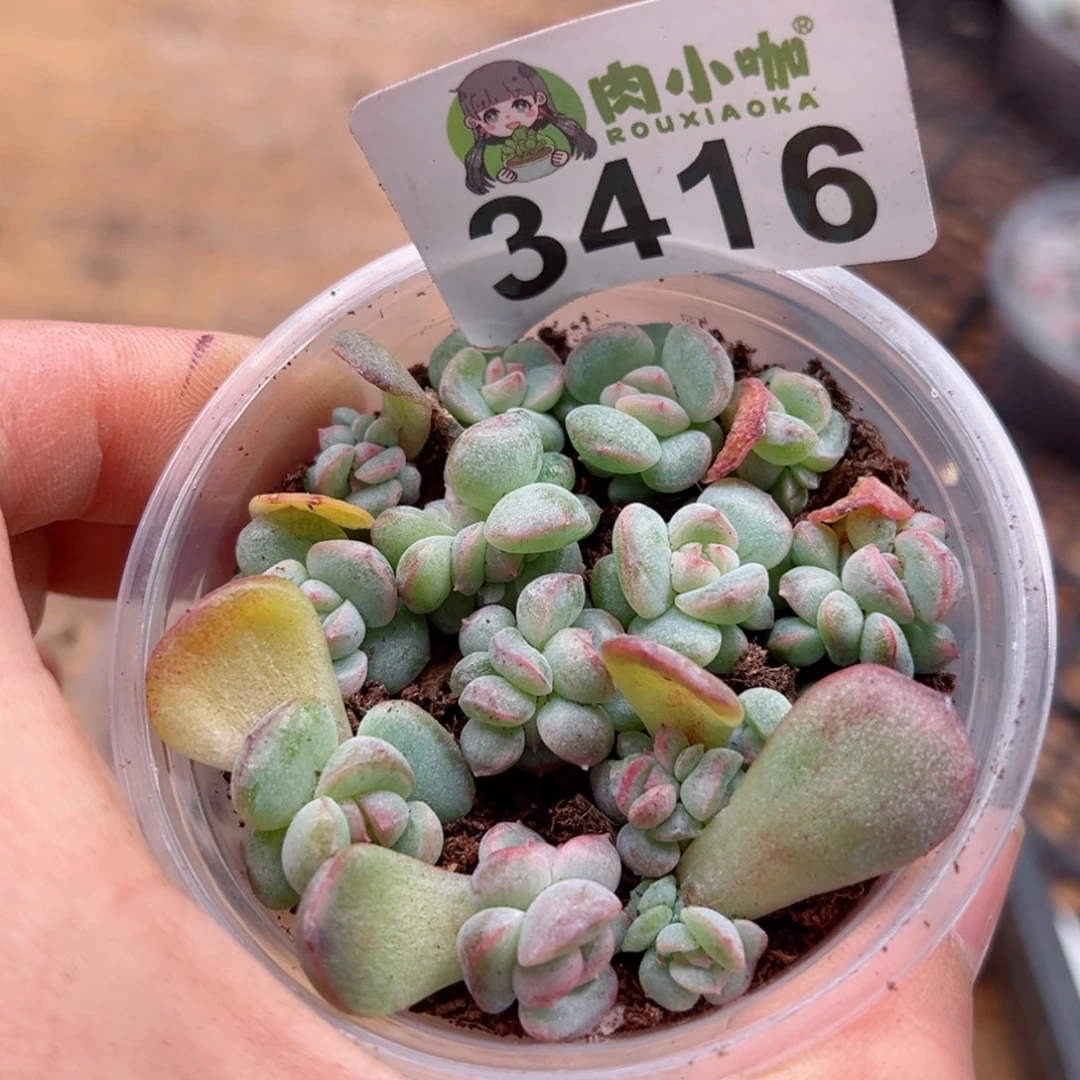 多肉植物多肉植物