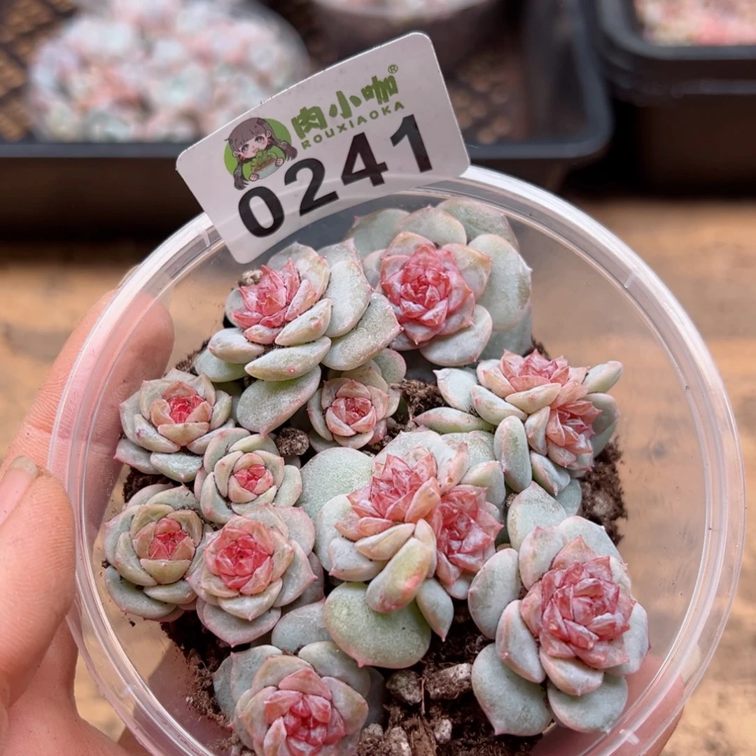 多肉植物多肉植物