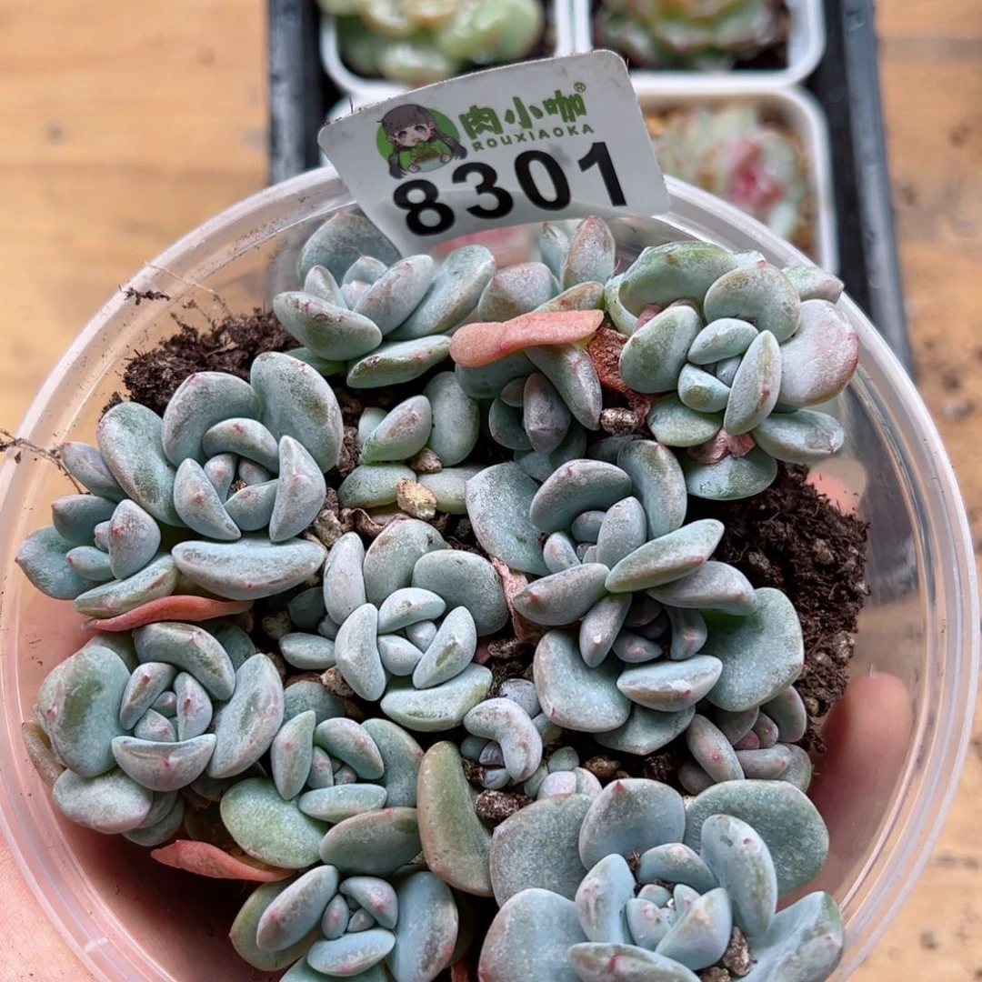 多肉植物多肉植物