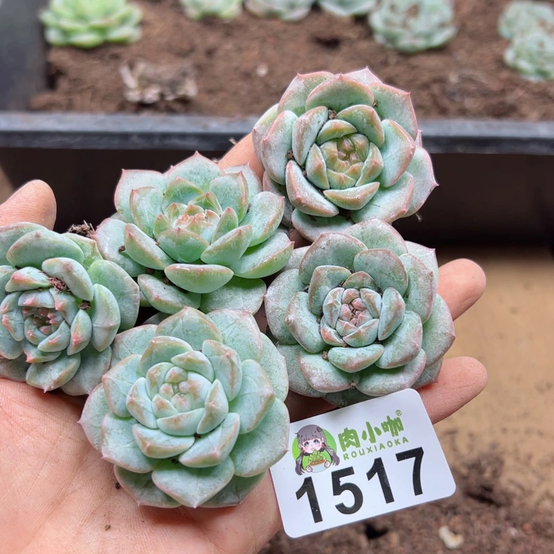多肉植物多肉植物