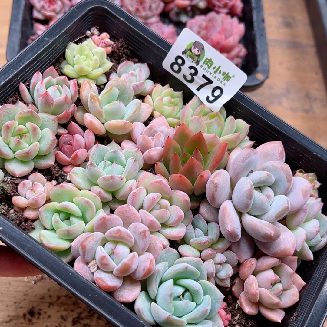 多肉植物多肉植物