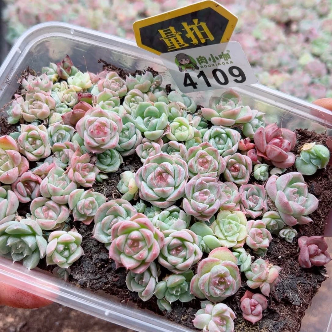 多肉植物多肉植物