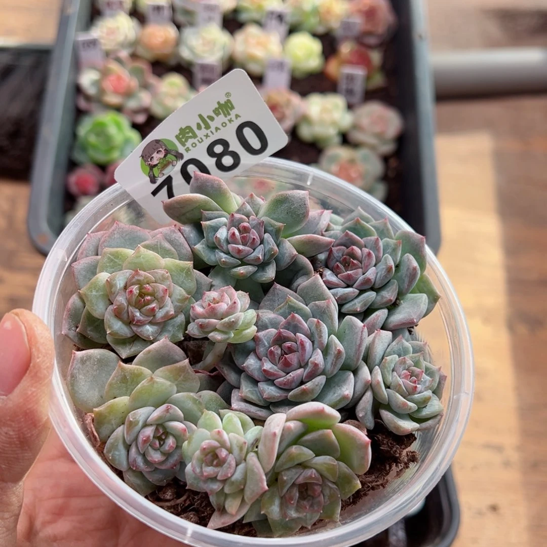 多肉植物多肉植物