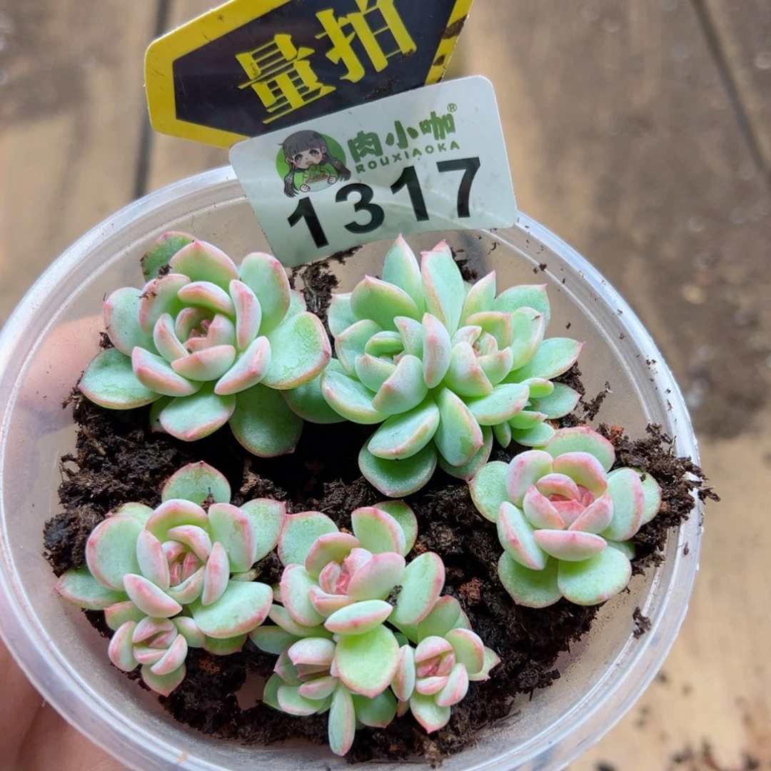 多肉植物多肉植物