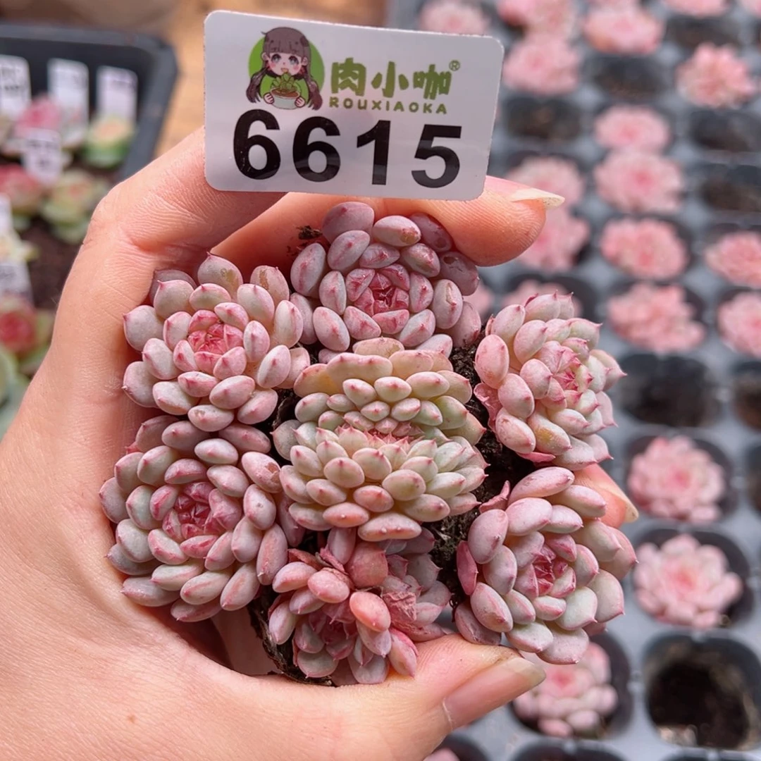 多肉植物多肉植物