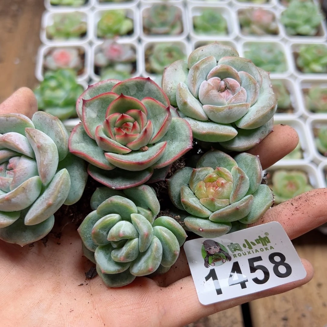 多肉植物多肉植物