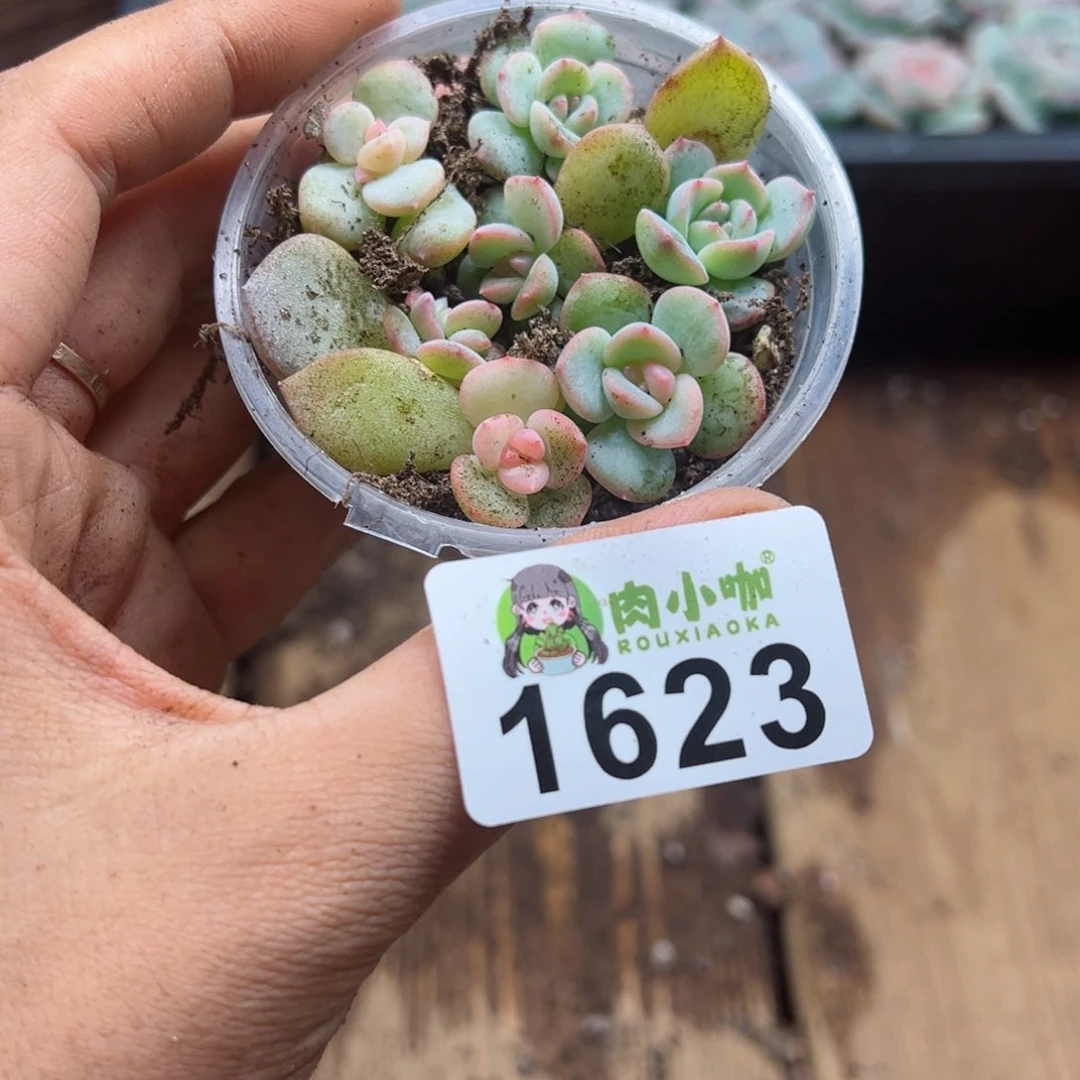 ❀**❤多肉植物多肉植物