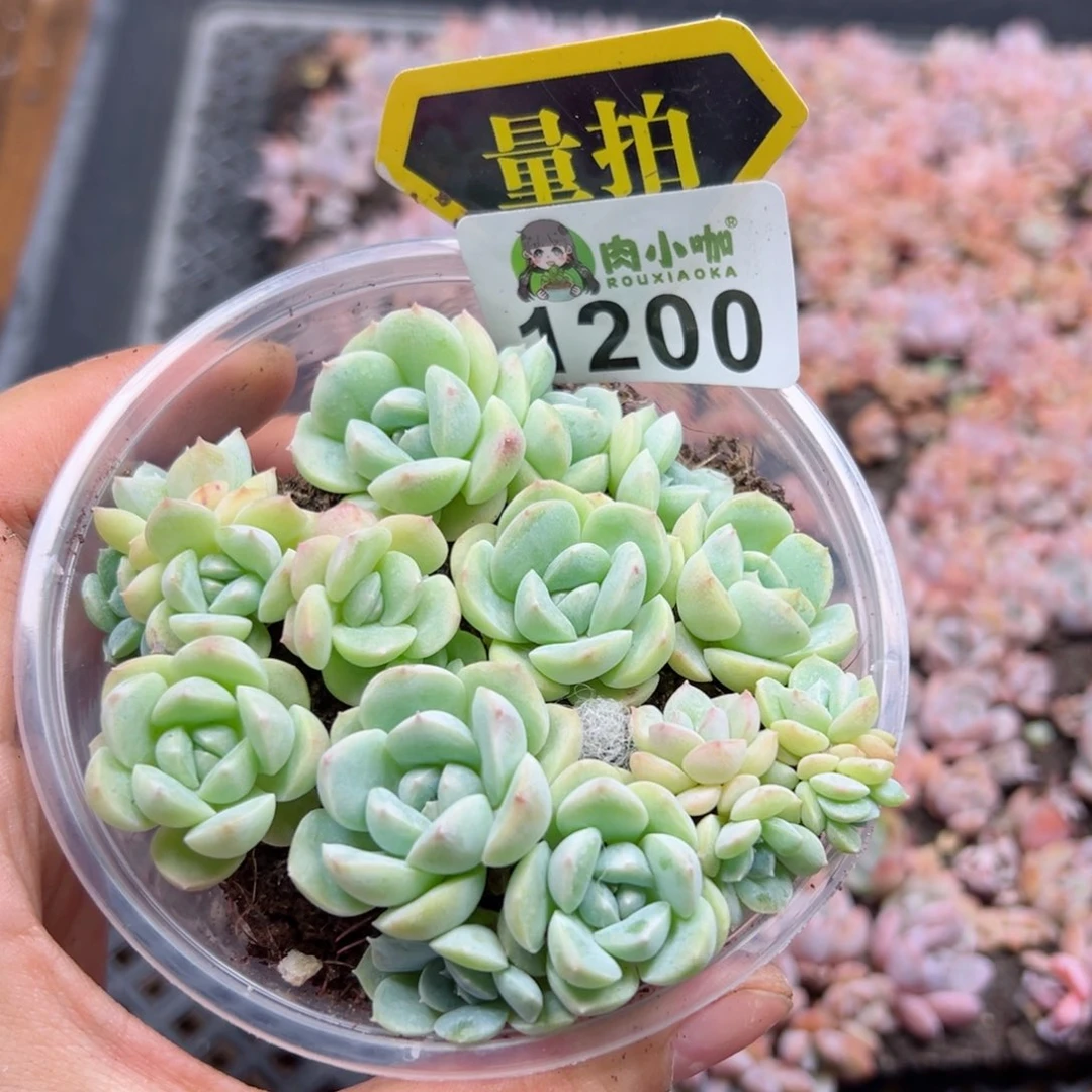 多肉植物多肉植物