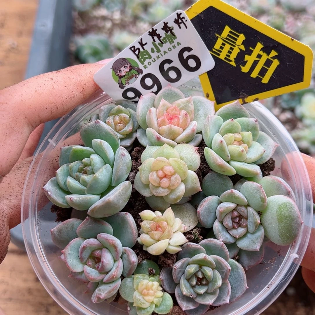 多肉植物多肉植物