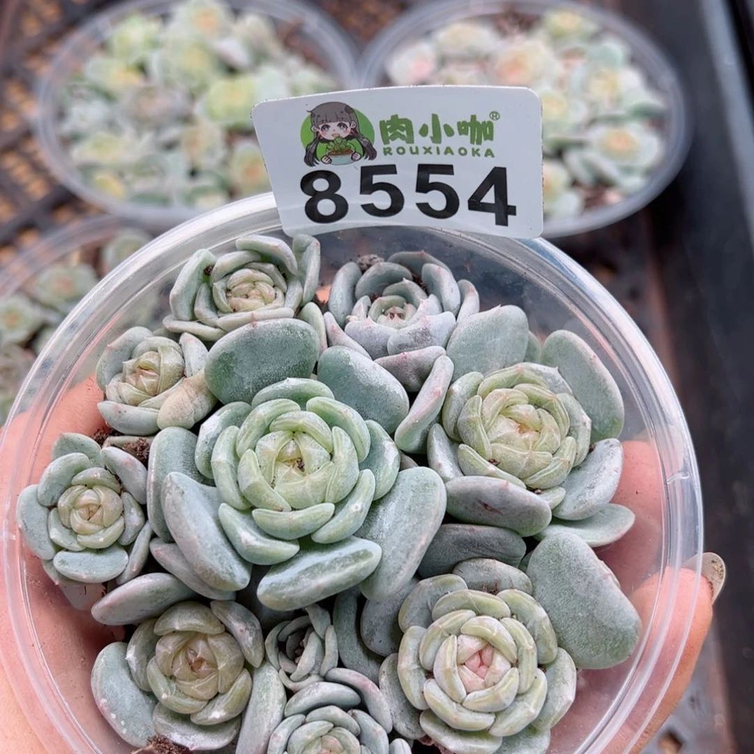 多肉植物多肉植物