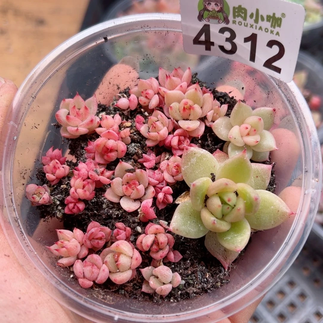 多肉植物多肉植物