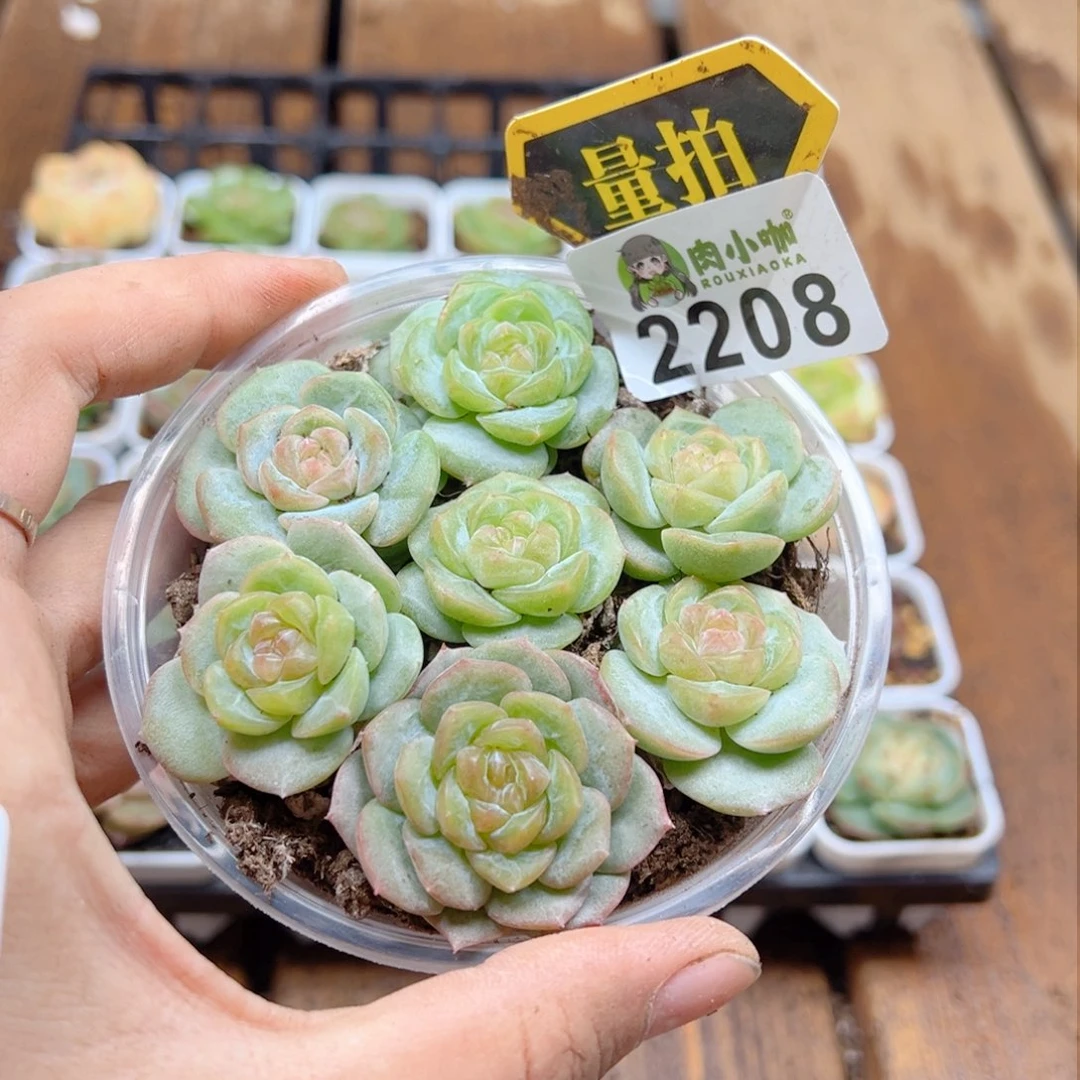 多肉植物多肉植物
