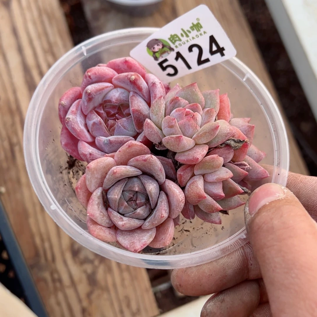 多肉植物多肉植物