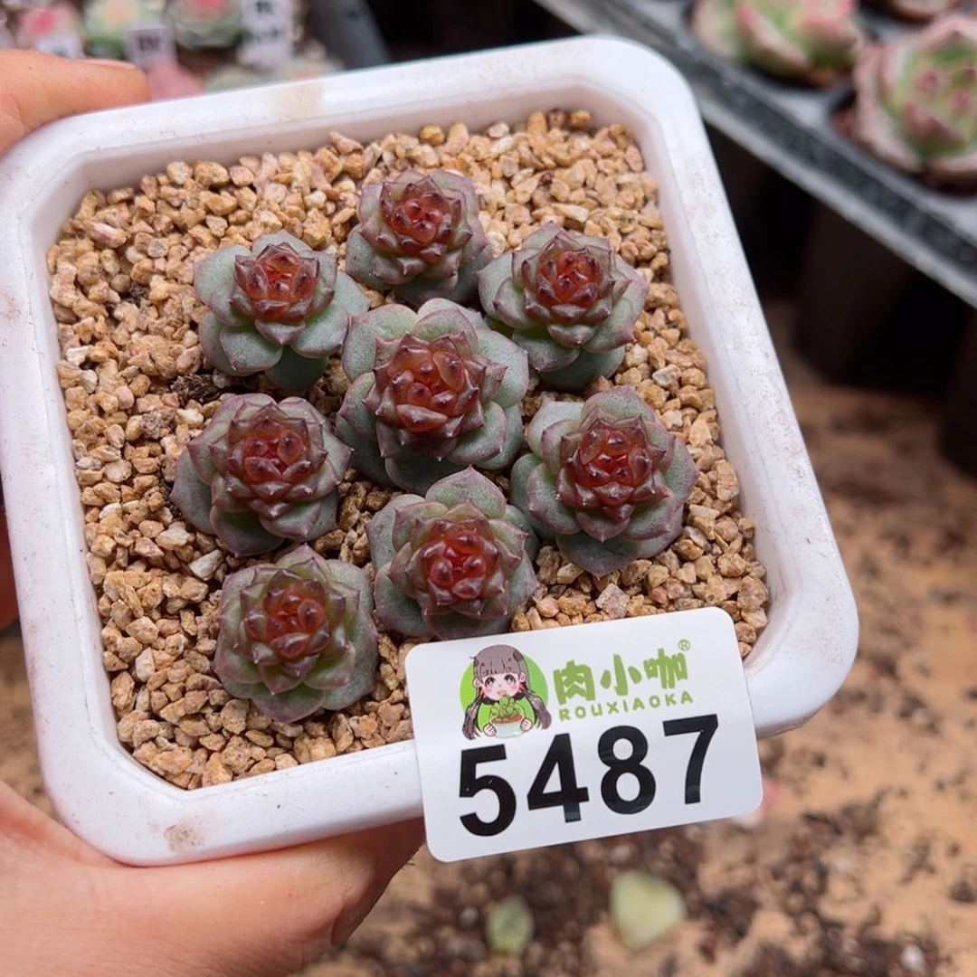 冬**败多肉植物多肉植物