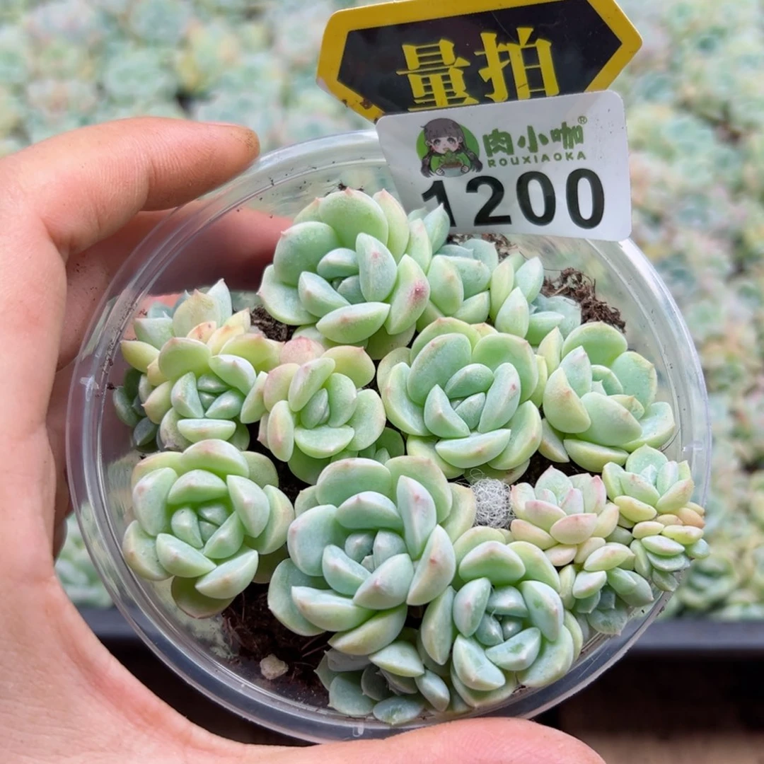 多肉植物多肉植物