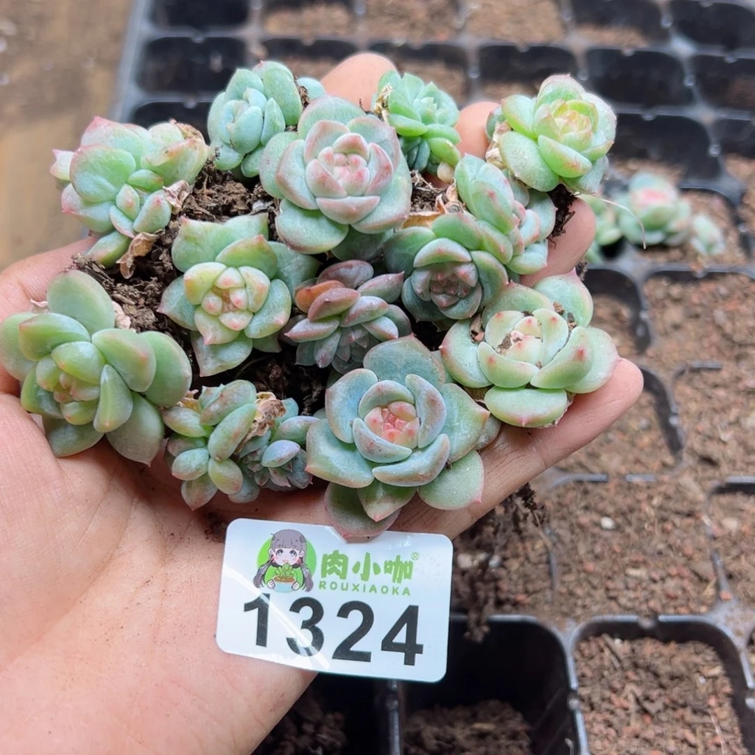 辛****』多肉植物多肉植物