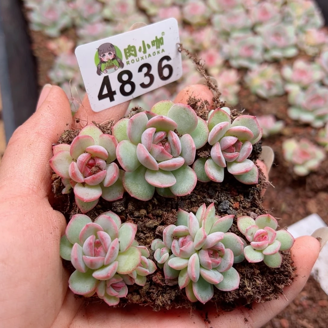多肉植物多肉植物