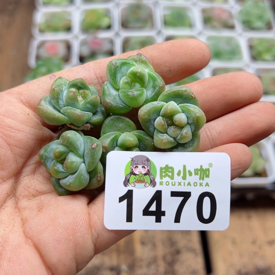 多肉植物多肉植物