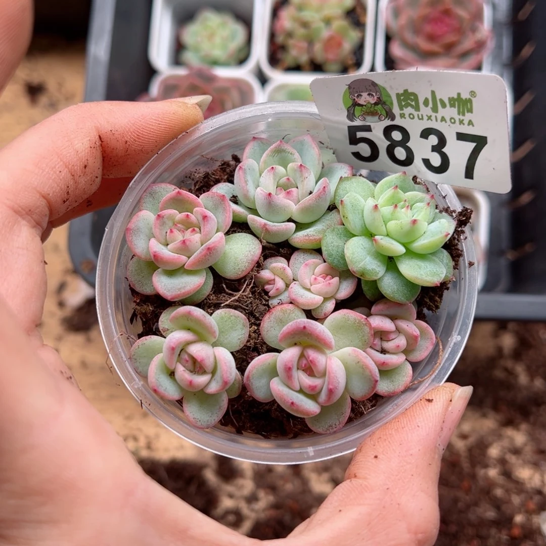 多肉植物多肉植物