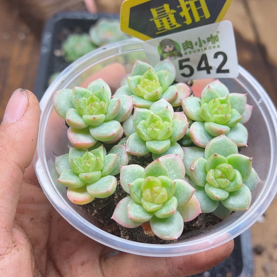 多肉植物多肉植物