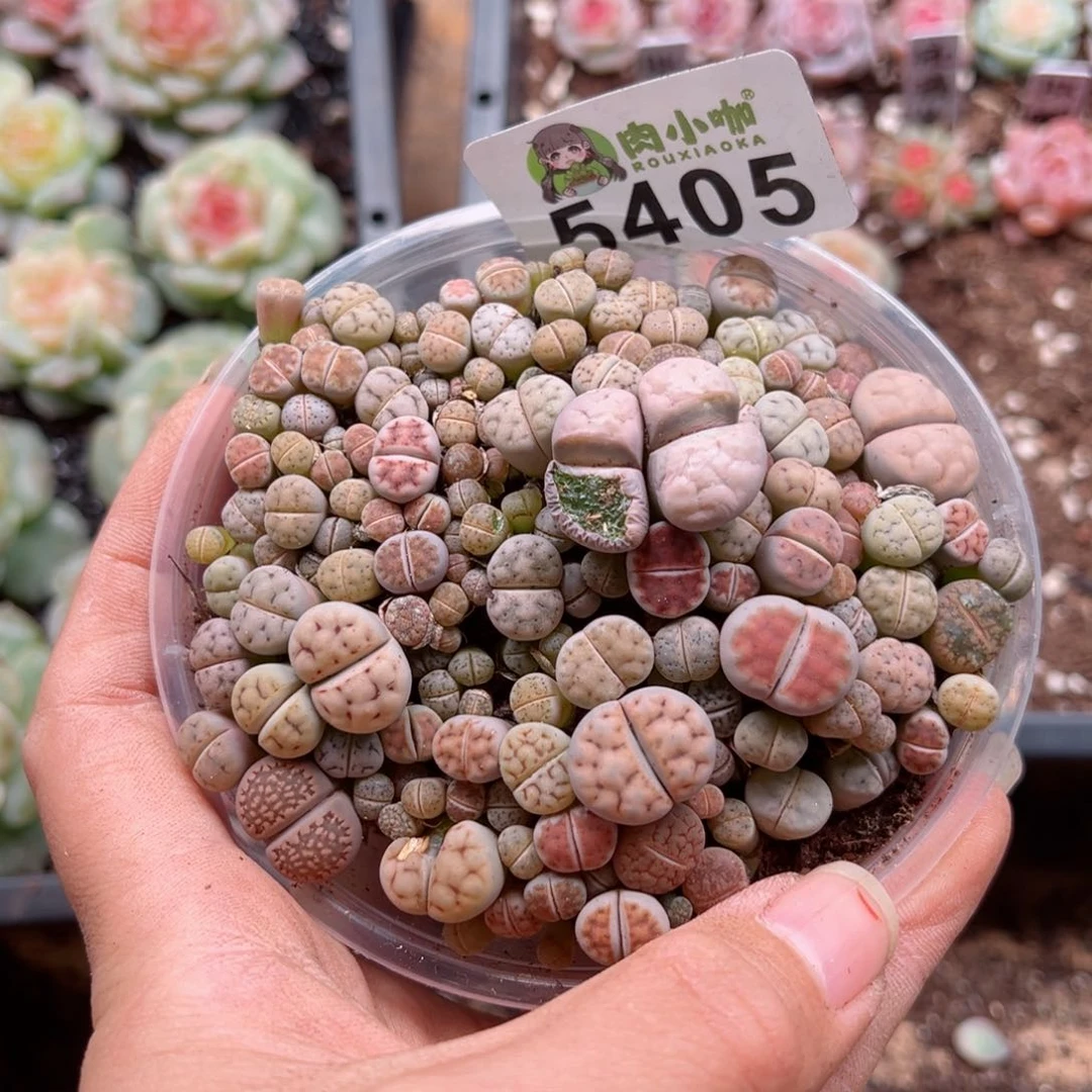 多肉植物多肉植物