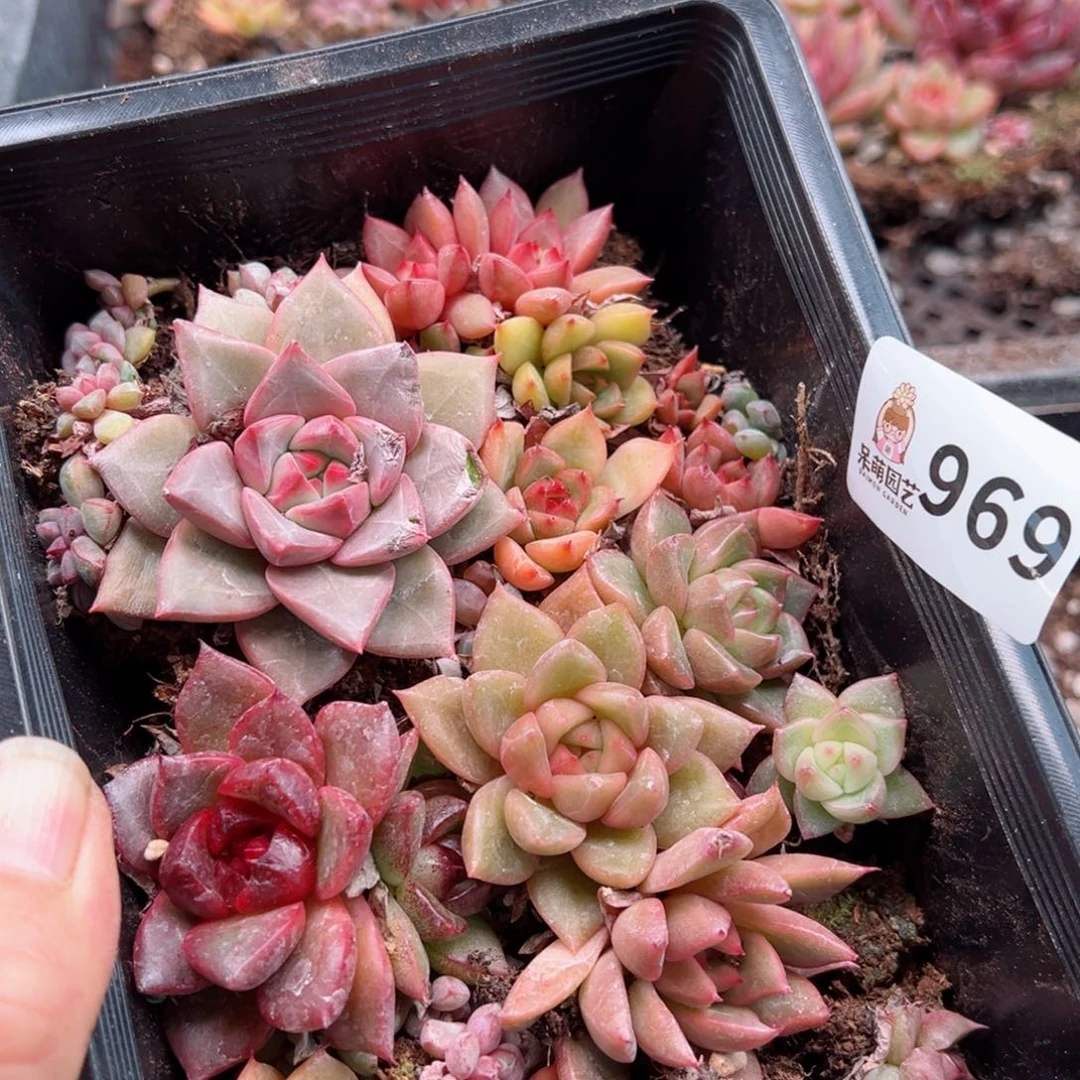 多肉植物多肉植物