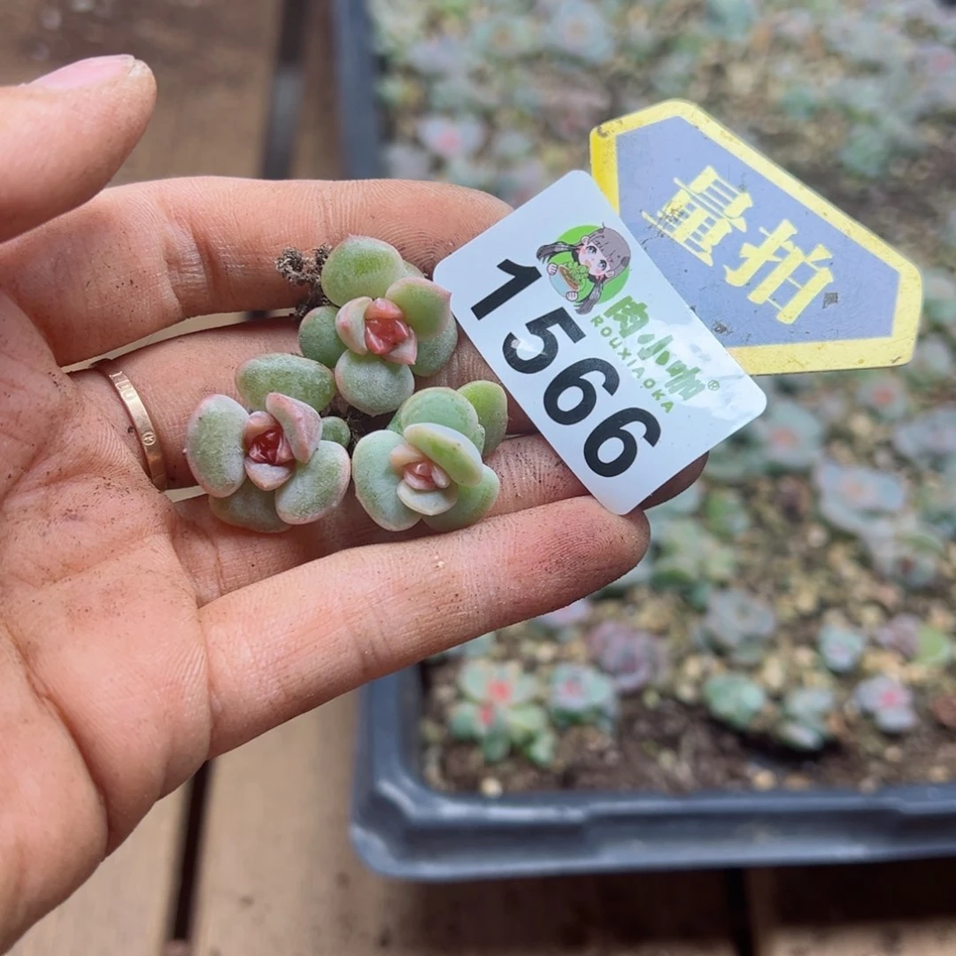 多肉植物多肉植物