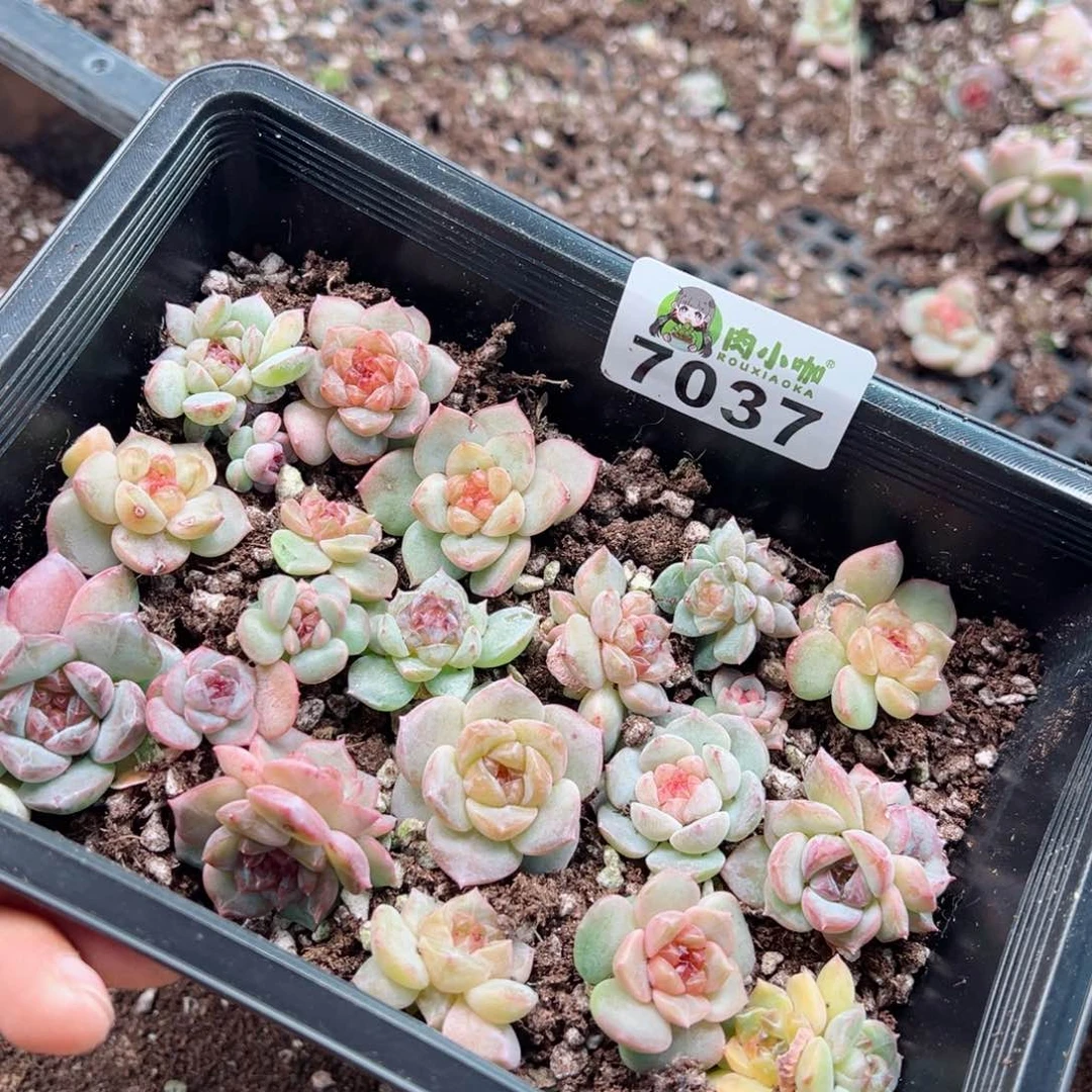 阿**果多肉植物多肉植物