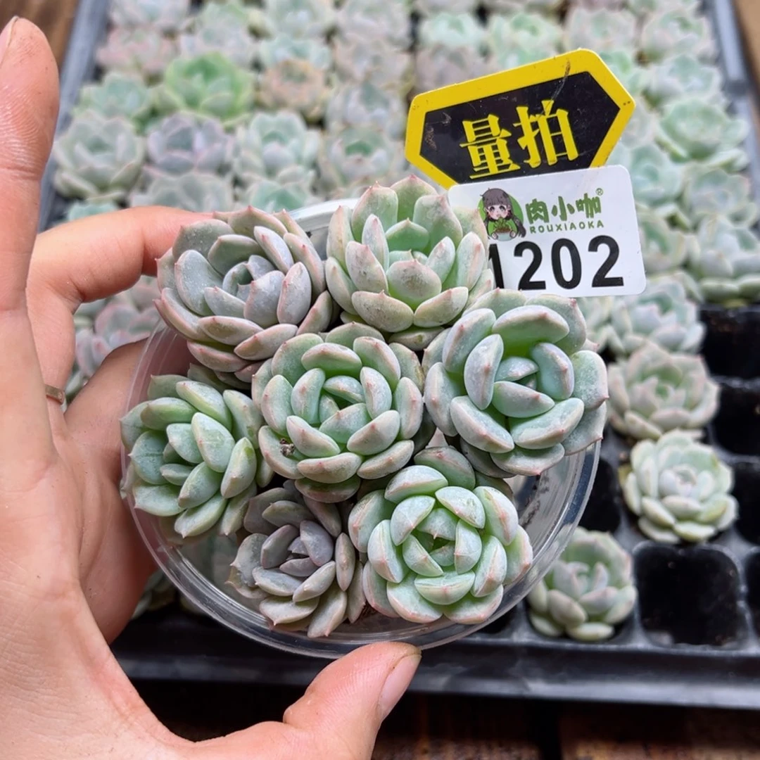多肉植物多肉植物