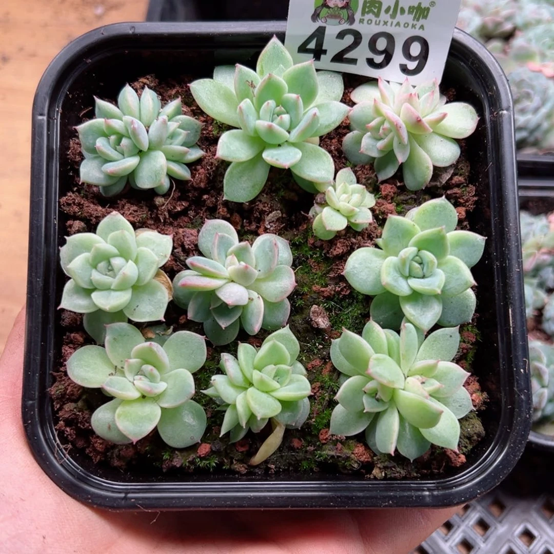多肉植物多肉植物