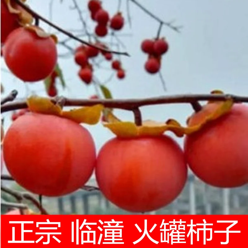 临潼小火罐柿子迷你小柿子30个装