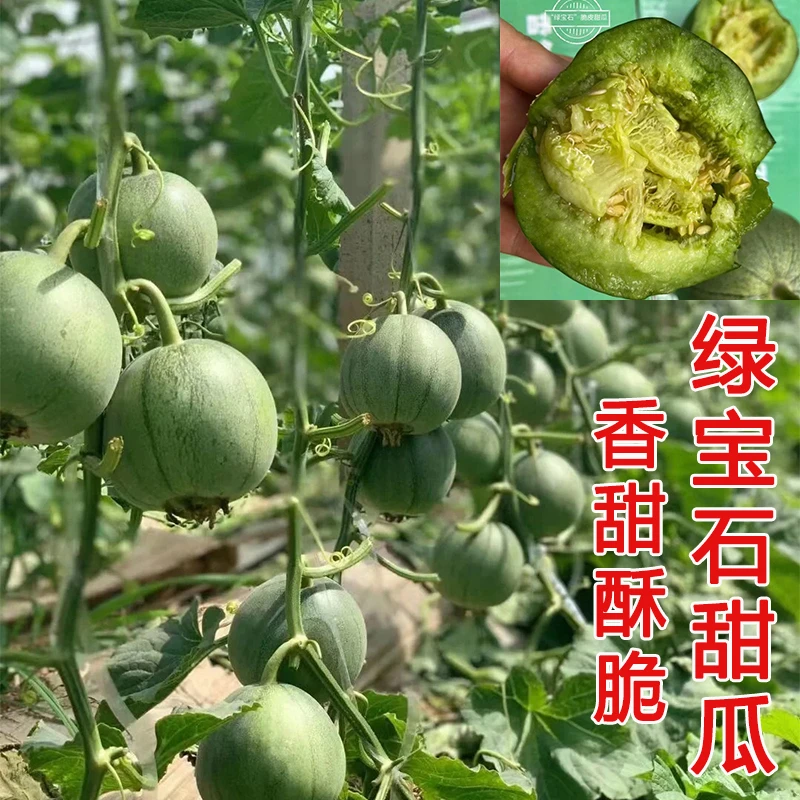【冰糖籽 羊角蜜 绿宝石】甜瓜种子酥脆香甜多汁庭院阳台水果种籽
