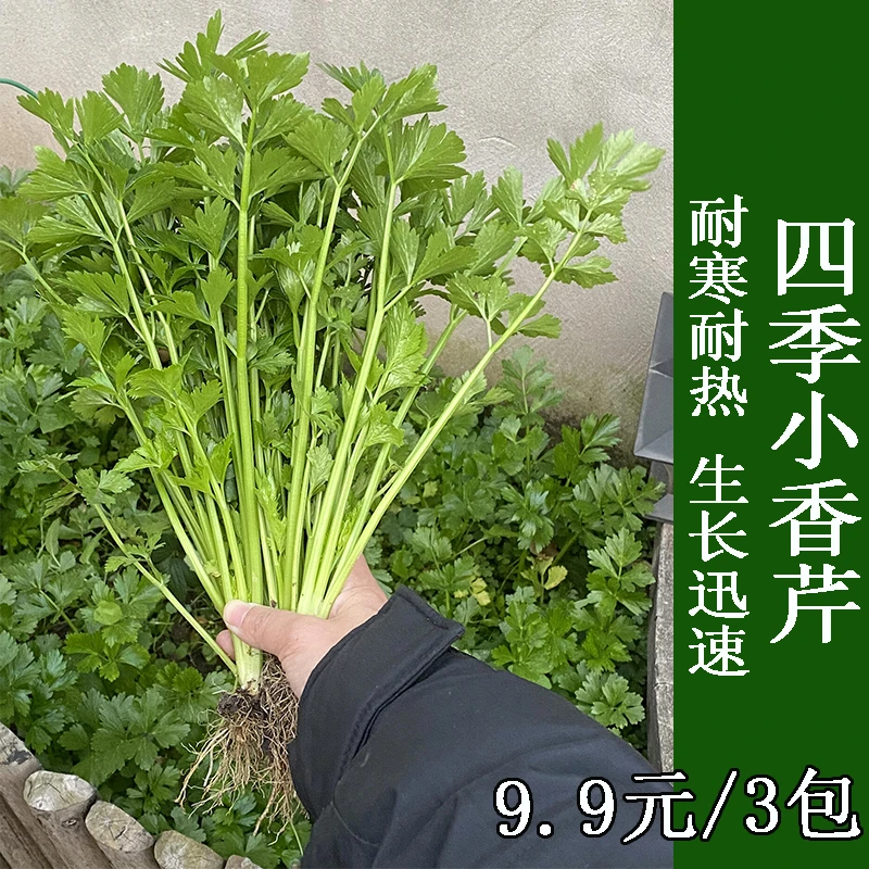 【四季小香芹种子】耐寒四季芹菜种子庭院阳台盆栽蔬菜种子