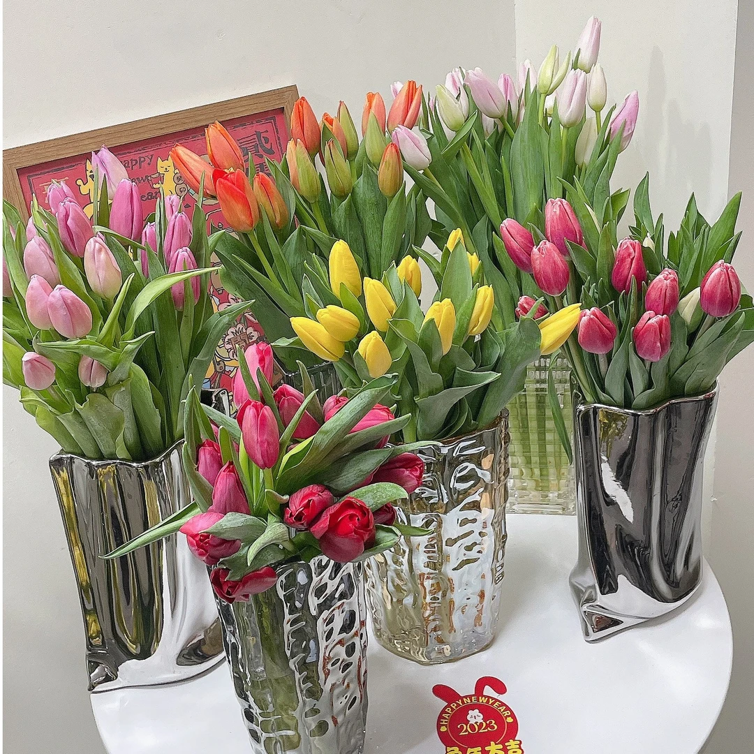 【可水培土培】荷兰进口郁金香种球庭院阳台盆栽花卉植物新手好养活