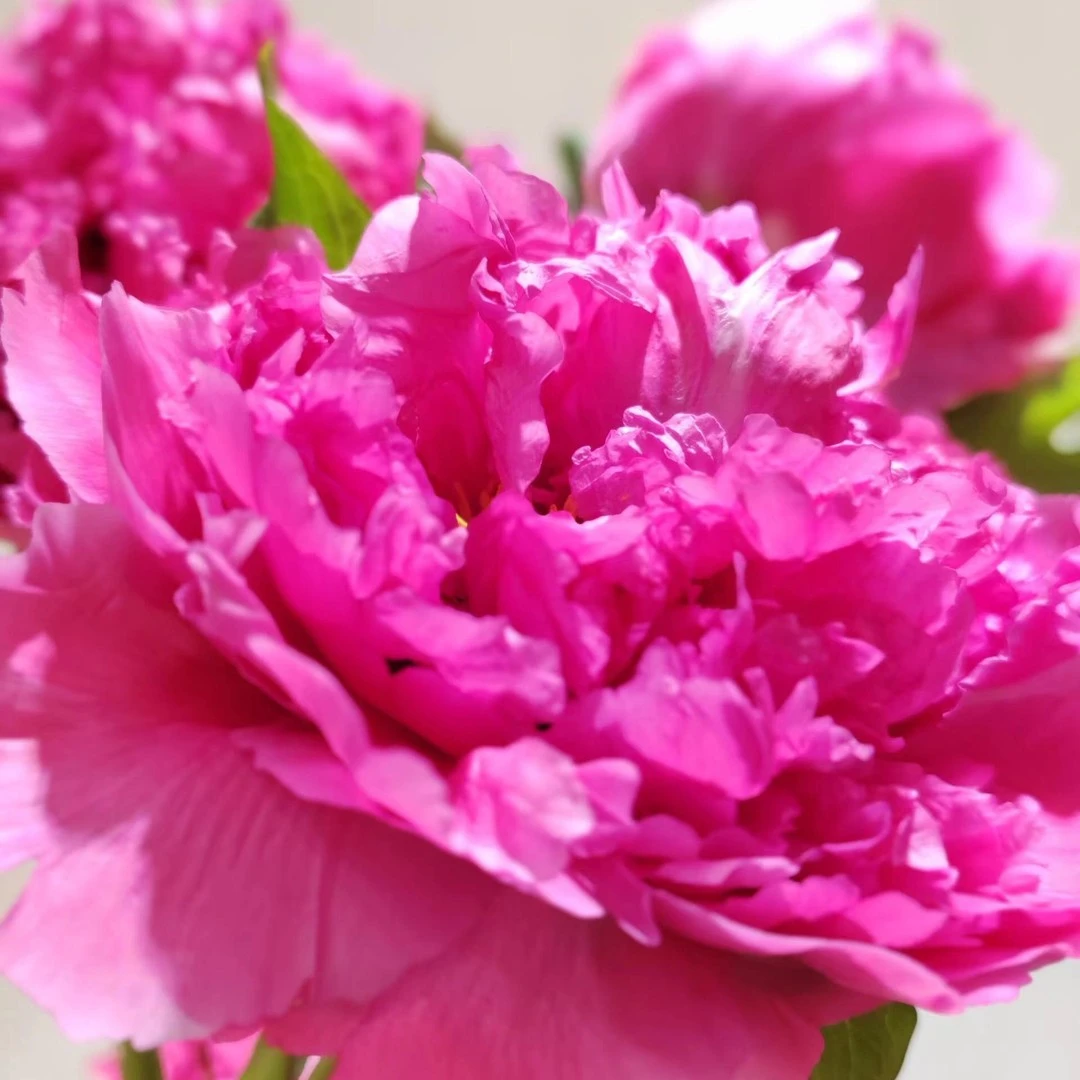 牡丹（卷叶红） 先发化肥，秋天发苗绿植【菏泽基地直发】