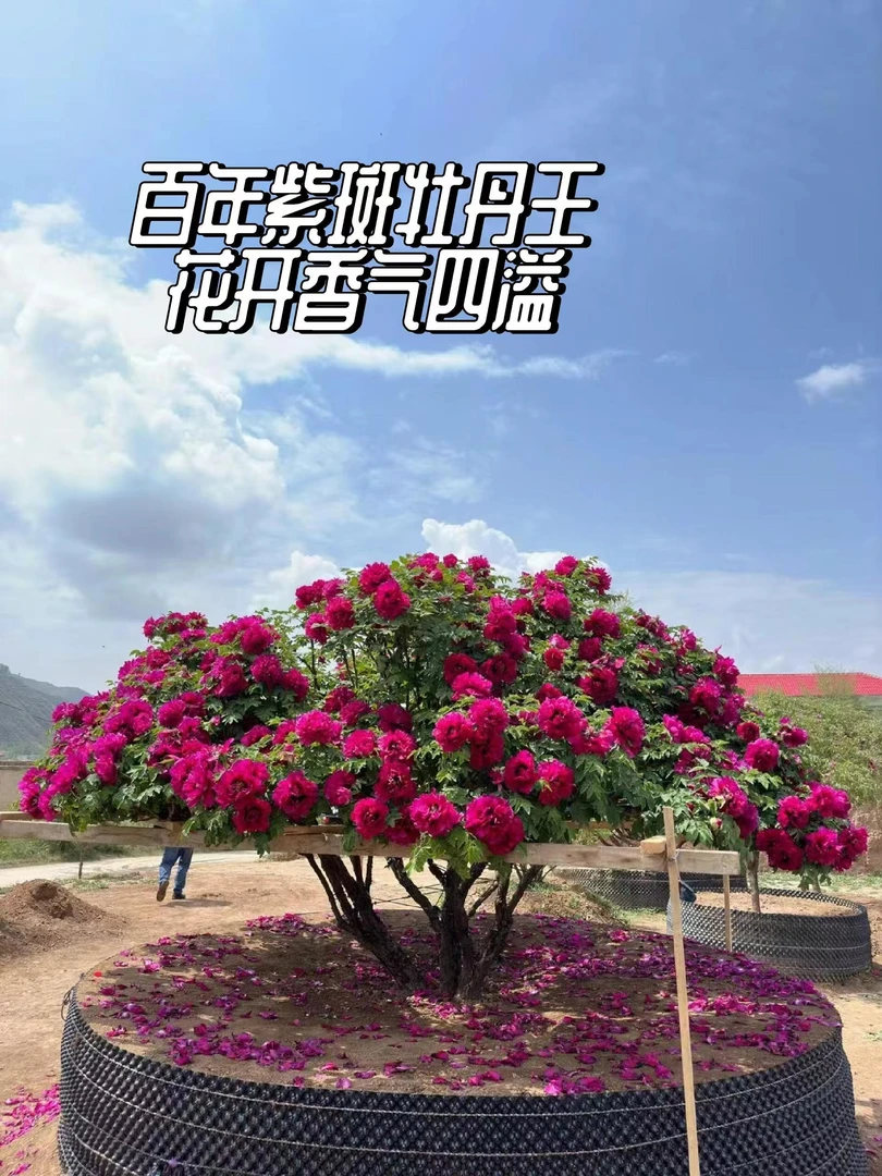 【百年牡丹王】镇店之宝 菏泽牡丹基地直发 绿植种植 南方开花生长
