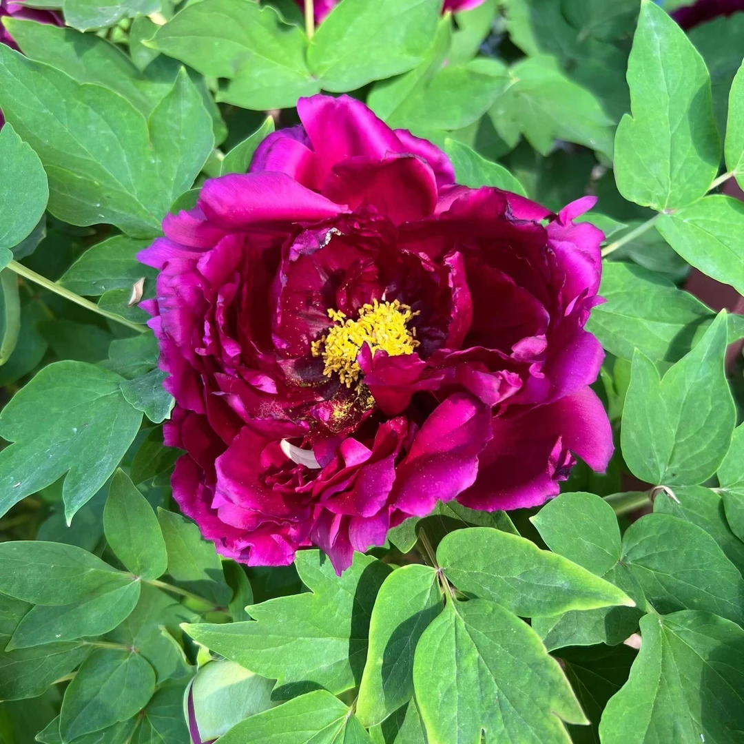 牡丹（乌金耀辉）  牡丹基地，现挖现发发苗【菏泽基地直发】南方开花