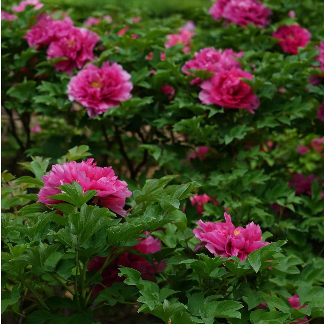 牡丹（霓虹焕彩） 先发化肥，绿植秋天发苗【菏泽基地直发】南方开花
