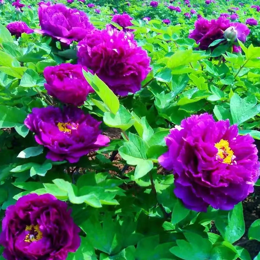牡丹（彭州紫） 牡丹基地，现挖现发【菏泽基地直发】南方开花