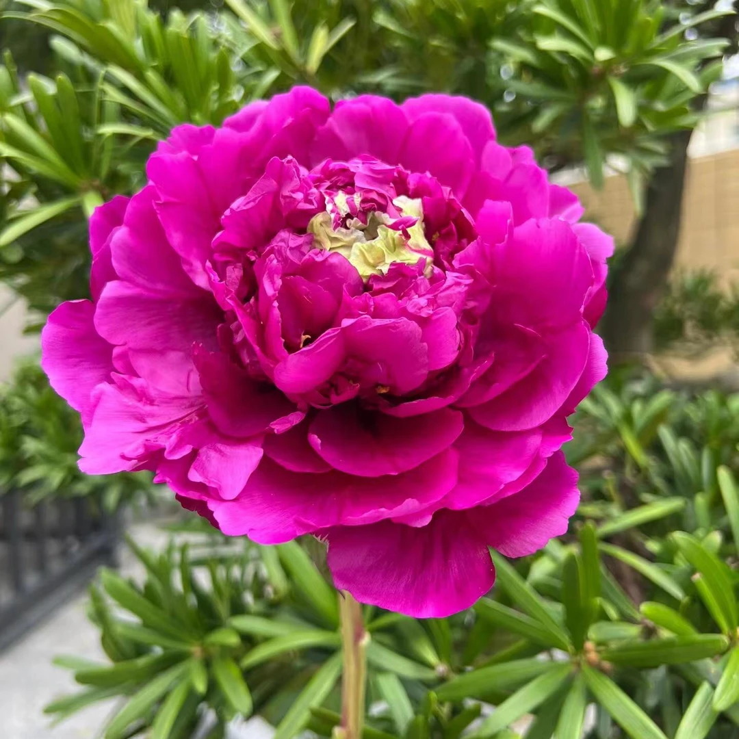 牡丹【紫气东来】 先发花肥，秋天发苗绿植【菏泽基地直发】南方开花