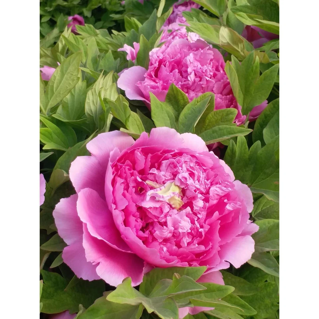 牡丹（鲁菏红） 先发化肥，绿植秋天发苗【菏泽基地直发】南方开花