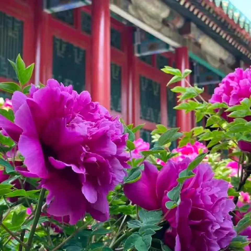 牡丹（乌龙捧盛） 先发化肥，秋天发苗绿植【菏泽基地直发】南方开花