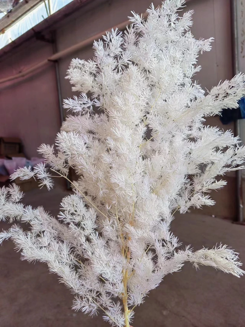 永生花蓬莱松干花diy手工批发零售