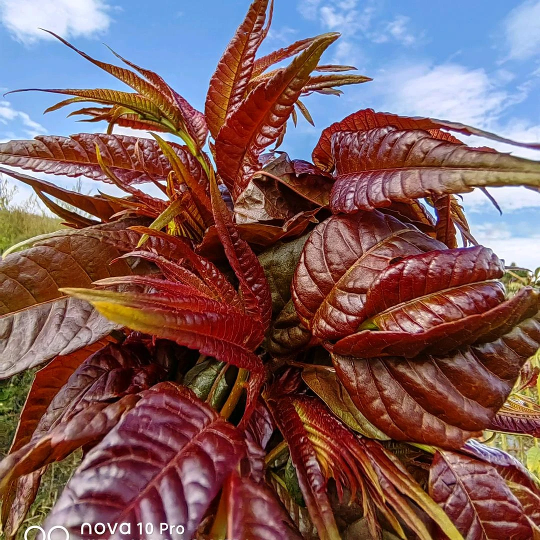 云南特早红油香椿