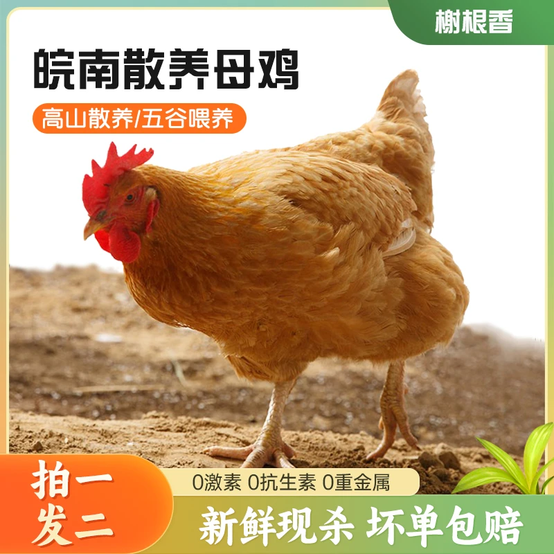 【拍一发二】黄油老母鸡果林散养土鸡现杀现发2只净重4.5-5斤左右